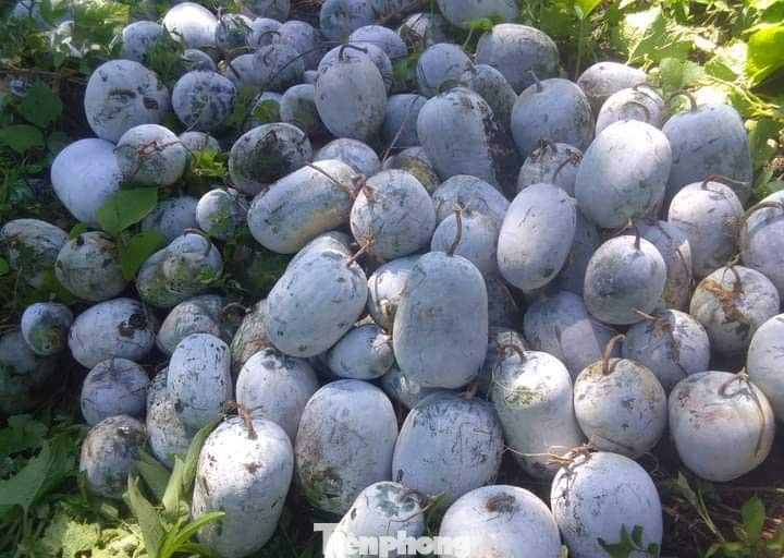 Những ngày này, hàng trăm hộ trồng bí xanh ở huyện Kỳ Sơn (Nghệ An) đứng ngồi không yên khi hàng trăm tấn bí đã vào vụ thu hoạch, song giá rớt thảm, không có người mua.