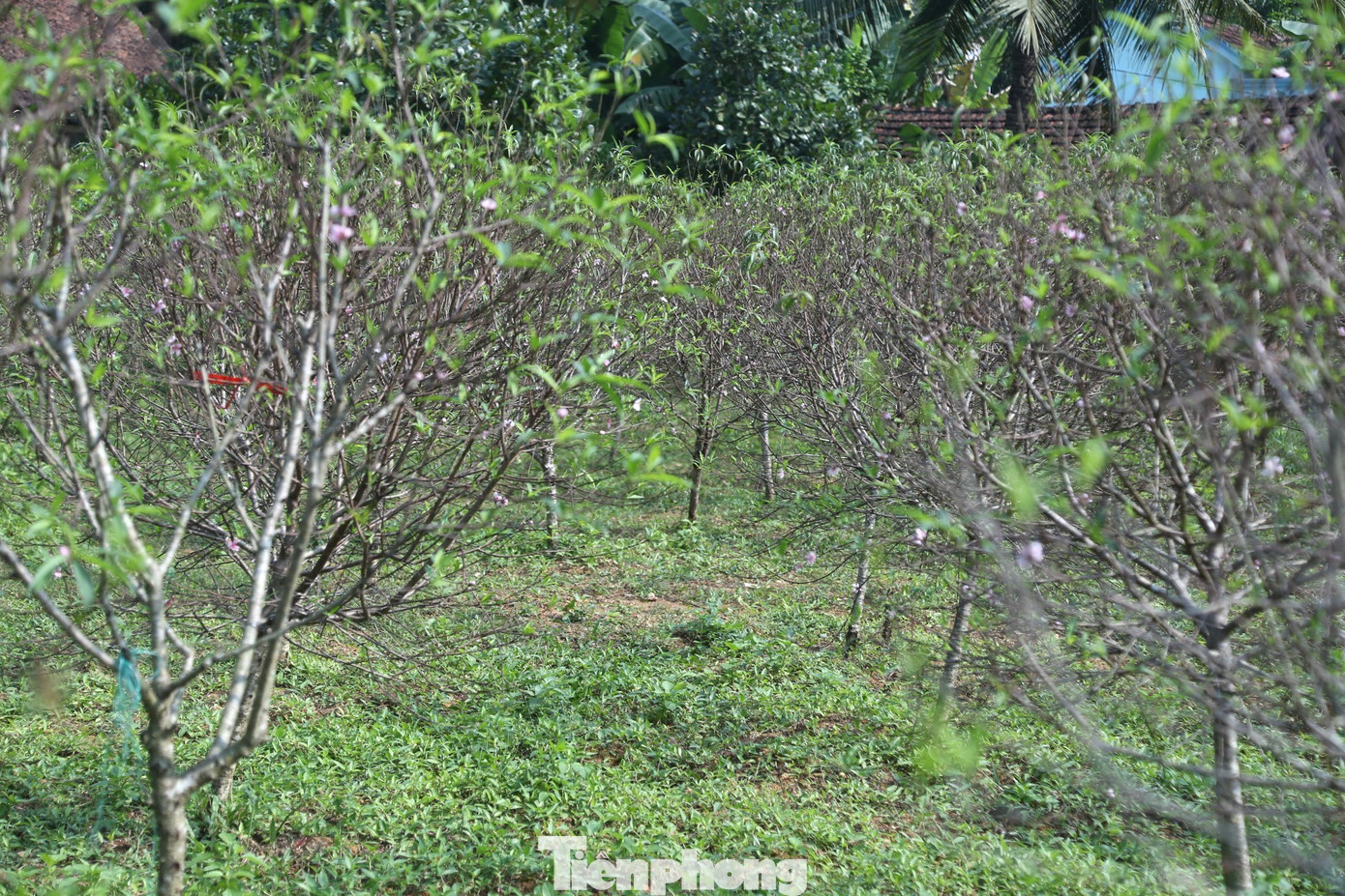 Tết năm trước, anh Nguyễn Hữu Long (SN 1978, thôn Trại Mắt, xã Kim Thành) thu về hơn 100 triệu đồng tiền bán đào thì năm nay 300 gốc đào đến thời điểm này đã bung nở gần hết. Theo anh Long, thời tiết bất thường là nguyên nhân khiến hoa đào nở sớm hơn dự kiến. Tết năm trước, anh Nguyễn Hữu Long (SN 1978, thôn Trại Mắt, xã Kim Thành) thu về hơn 100 triệu đồng tiền bán đào thì năm nay 300 gốc đào đến thời điểm này đã bung nở gần hết. Theo anh Long, thời tiết bất thường là nguyên nhân khiến hoa đào nở sớm hơn dự kiến.