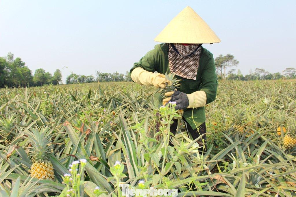Nông dân xã Tân Thắng thu hoạch dứa