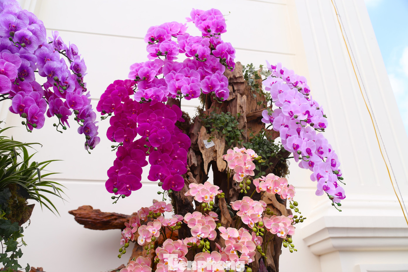 Các thân gỗ lũa được lấy từ trên rừng mang dáng vẻ hoang sơ, tự nhiên. Lan hồ điệp được trồng trên gỗ lũa mang sức hút đặc biệt, gẫn gũi với thiên nhiên.