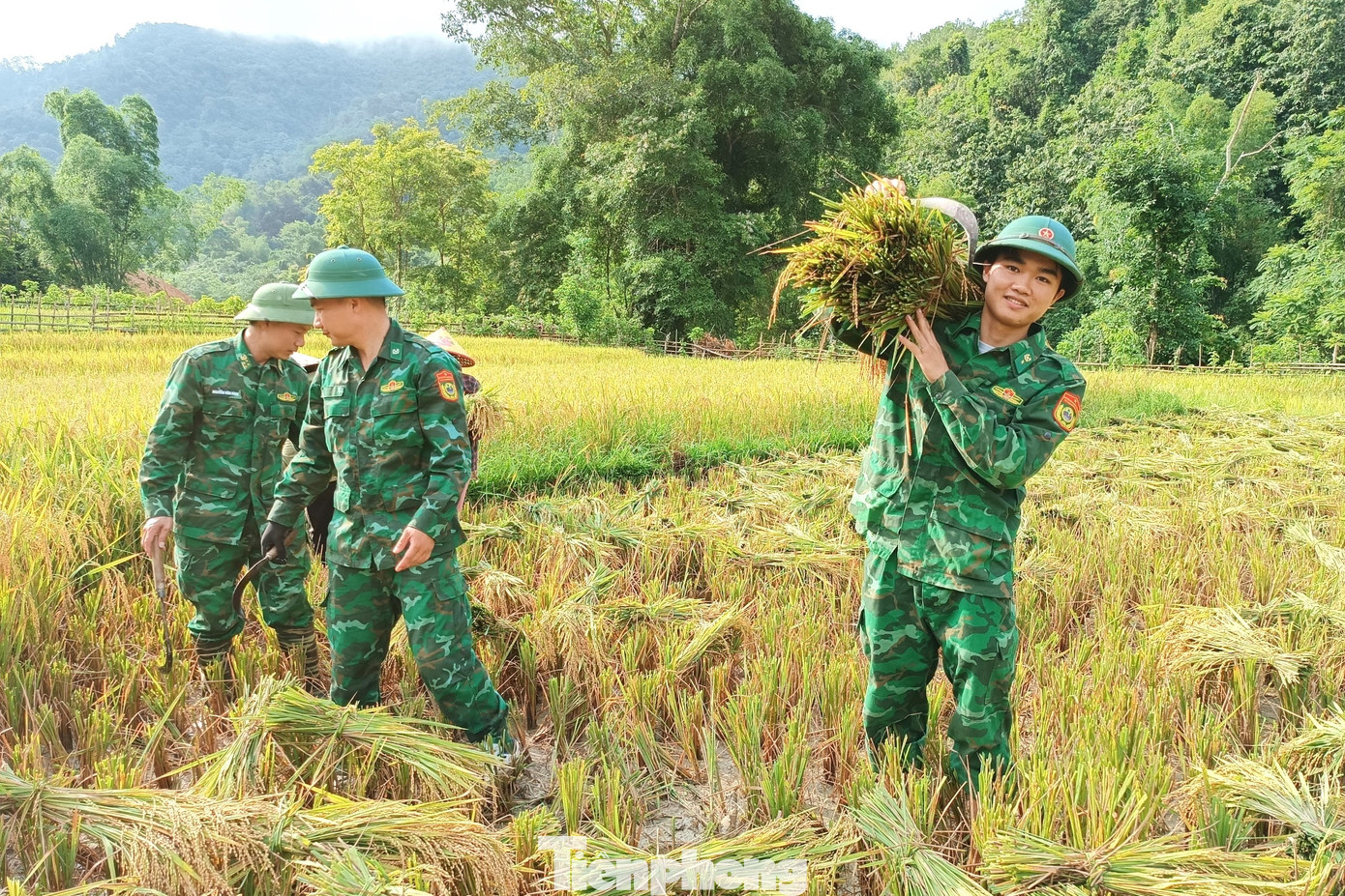 Với sự giúp sức của cán bộ, chiến sĩ Biên phòng, các hộ gia đình đã kịp thời thu hoạch được lúa vụ đông xuân.