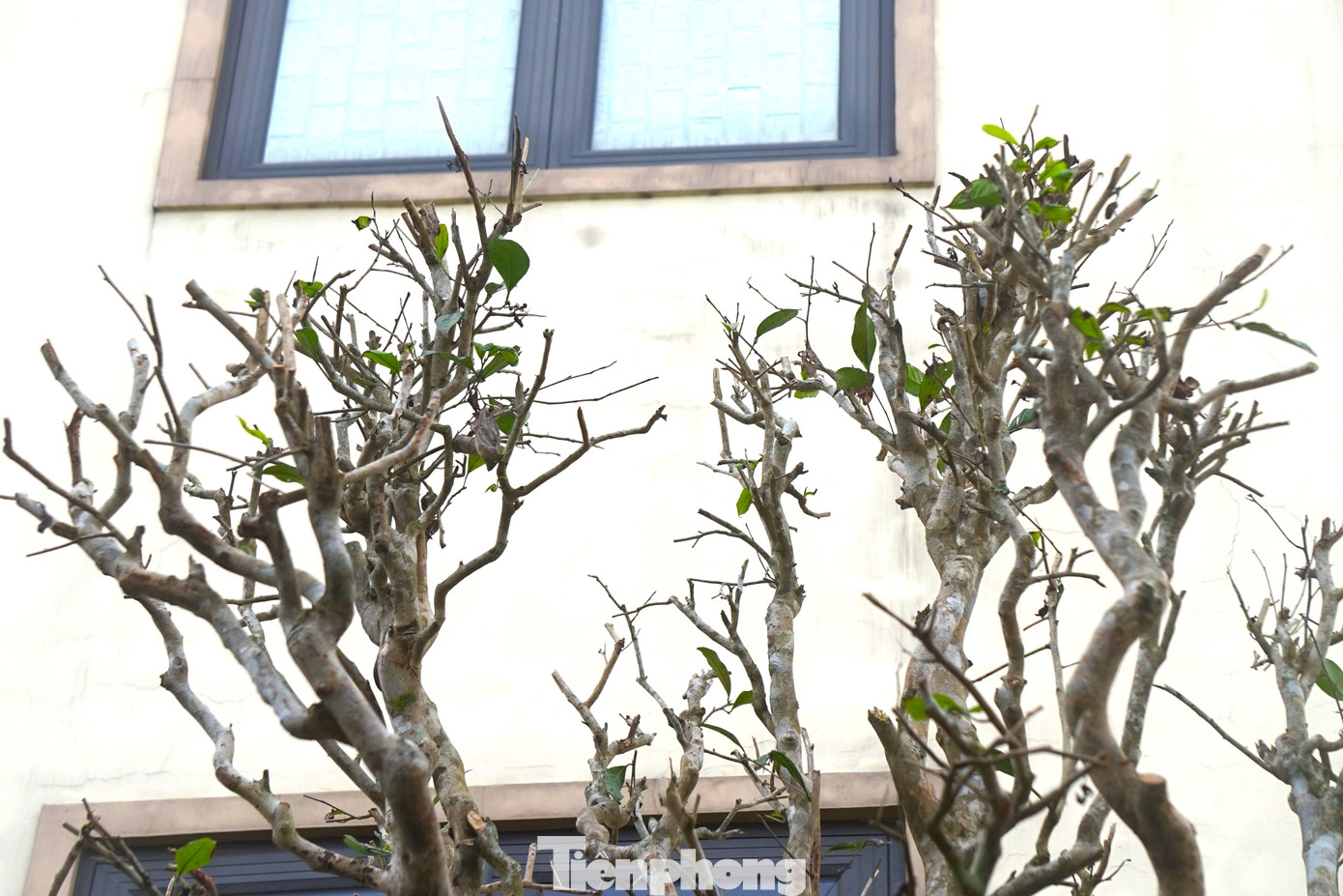 Theo nữ chủ vườn, khi cây chè đã ra rễ mới, bắt đầu đâm chồi cần được chăm sóc kỹ, bởi những cây cổ thụ rất khó thích nghi với môi trường mới. Khi khách có nhu cầu nhà vườn sẽ tư vấn kỹ tùy thuộc vào diện tích sân vườn, nhà ở mà lựa chọn cây cho phù hợp, vị trí trồng để cây sinh trưởng và phát triển tốt.