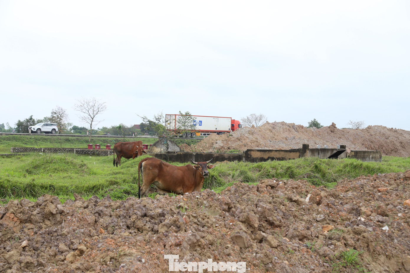 Trâu bò được người dân chăn thả trong khu vực thi công cao tốc.