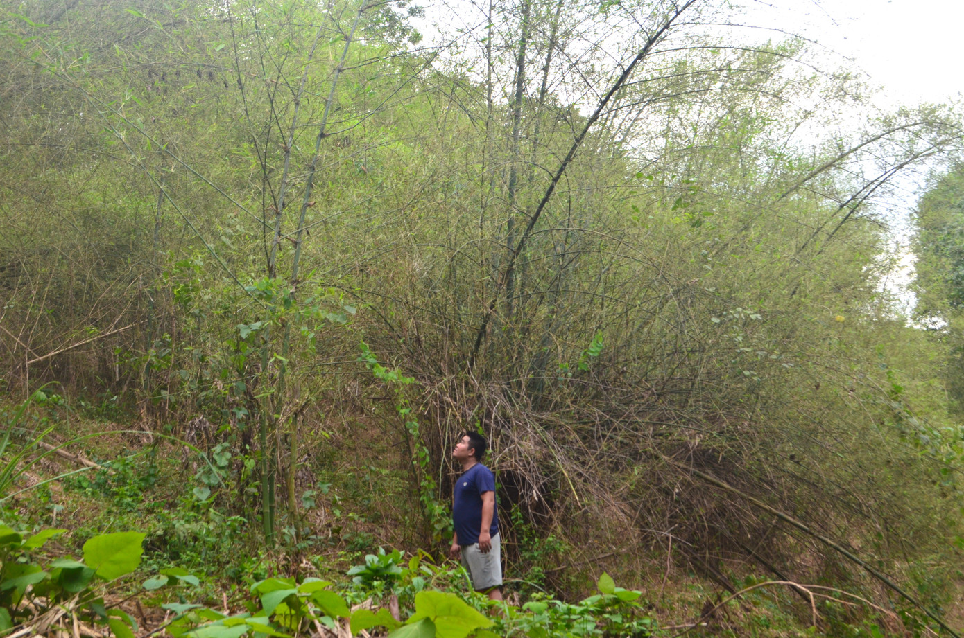Người dân lo lắng khi châu chấu quay trở lại cắn phá khi cây mới bắt đầu ra lá, chồi non. Người dân lo lắng khi châu chấu quay trở lại cắn phá khi cây mới bắt đầu ra lá, chồi non.