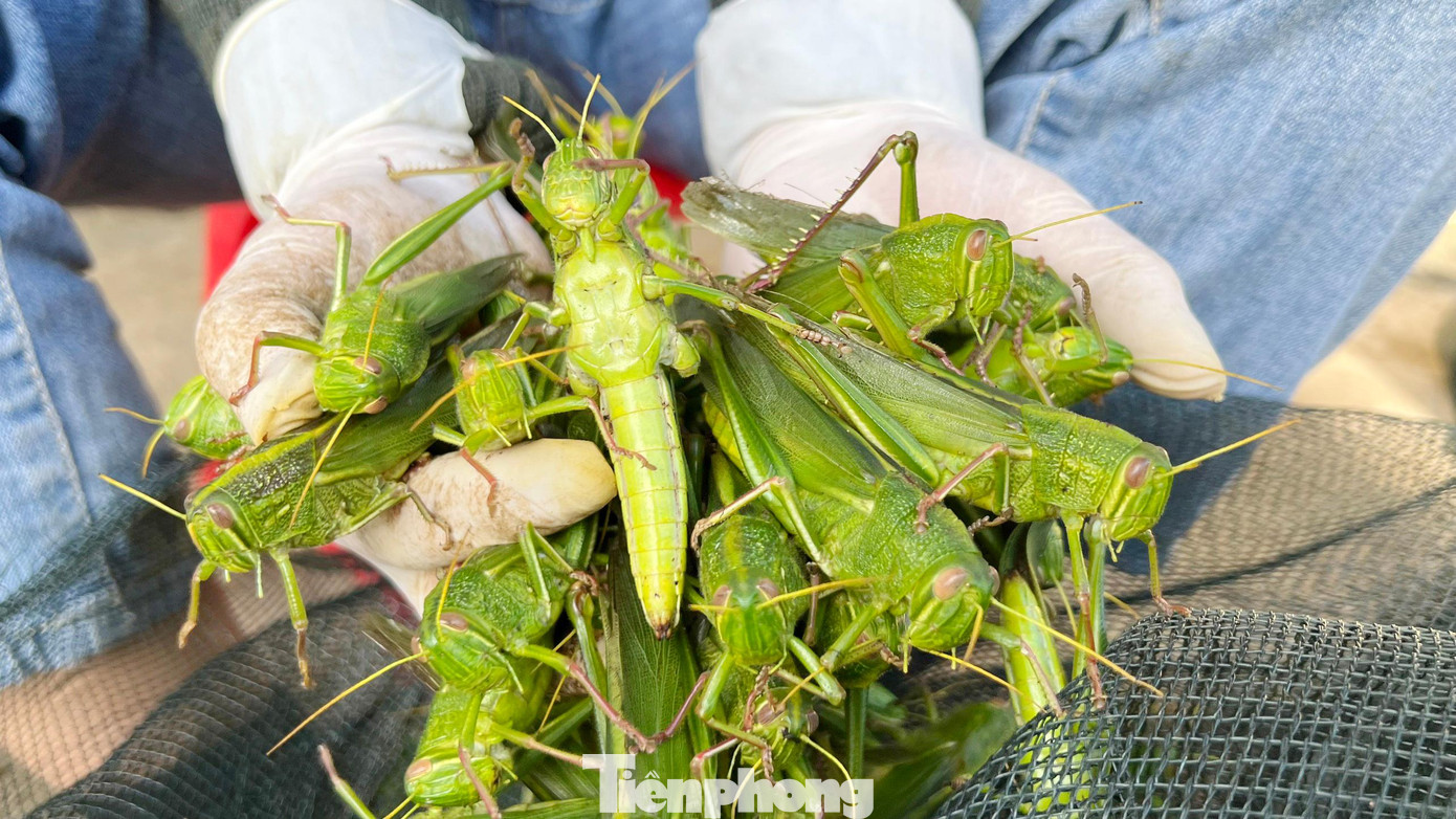“Cào cào được bán với các mức giá khác nhau, dao động từ 120.000 – 400.000 đồng/kg. Trong đó, đắt nhất là cào cào trứng, con to bằng ngón tay cái, có giá cao nhất khoảng 450.000 - 500.000 đồng mà không phải lúc nào cũng có hàng", chị Liên nói.