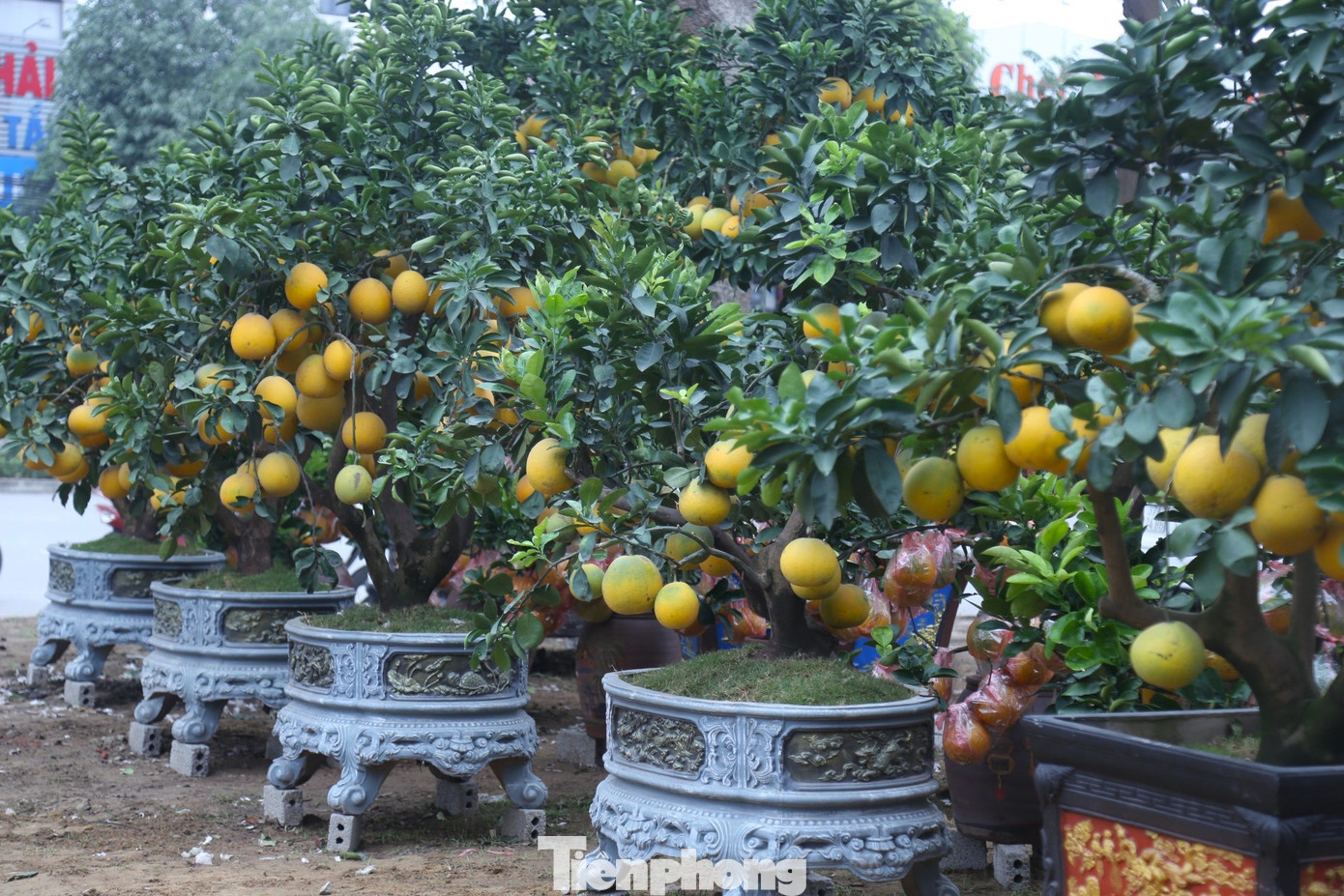 Những ngày này trên tuyến đường đại lộ Lê Nin (TP Vinh, Nghệ An), bên cạnh các loài hoa, cây cảnh, nhiều nhà vườn đã tập trung hàng trăm cây bưởi Diễn để phục vụ nhu cầu người dân chơi Tết Nguyên đán 2023. Những ngày này trên tuyến đường đại lộ Lê Nin (TP Vinh, Nghệ An), bên cạnh các loài hoa, cây cảnh, nhiều nhà vườn đã tập trung hàng trăm cây bưởi Diễn để phục vụ nhu cầu người dân chơi Tết Nguyên đán 2023.