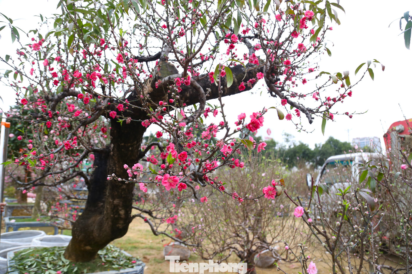 Theo khảo sát, có 2 loại đào chính gồm đào bích và đào phai. Đào bích có màu đỏ đậm, cánh hoa mỏng và số lượng cây ít hơn. Đào phai chiếm khoảng 60 - 70% trên thị trường, được nhiều người lựa chọn.