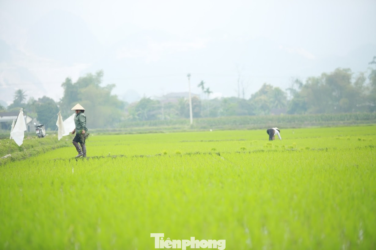 Ghi nhận chiều 8/2 (29 Tết), bà con nông dân huyện Quỳ Hợp, Nghệ An vẫn tranh thủ ra đồng chăm sóc lúa xuân. Người người bắt ốc, người dặm lúa, vãi phân đạm…