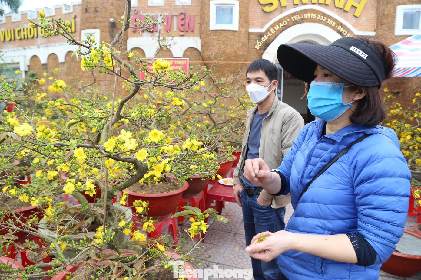 “Năm nay, thời tiết thuận lợi nên mai phát triển tốt, cây cho nhiều nụ, bông đẹp hơn năm trước, có nhiều loại mai cho khách hàng lựa chọn về kích thước, kiểu dáng, giá cả…” chị Mai Anh cho biết.