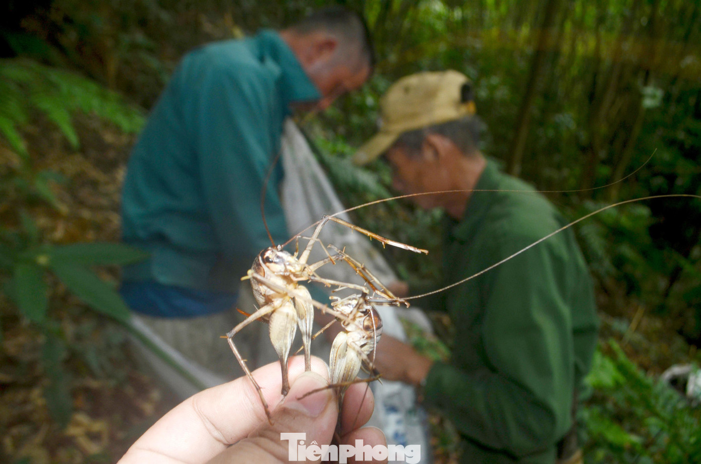 Để dụ những chú dế ra khỏi tổ, người thợ săn phải dùng màn làm bẫy chờ sẵn phía ngoài, sau đó lấy gậy đánh mạnh vào thân cây để thúc dế chui ra.