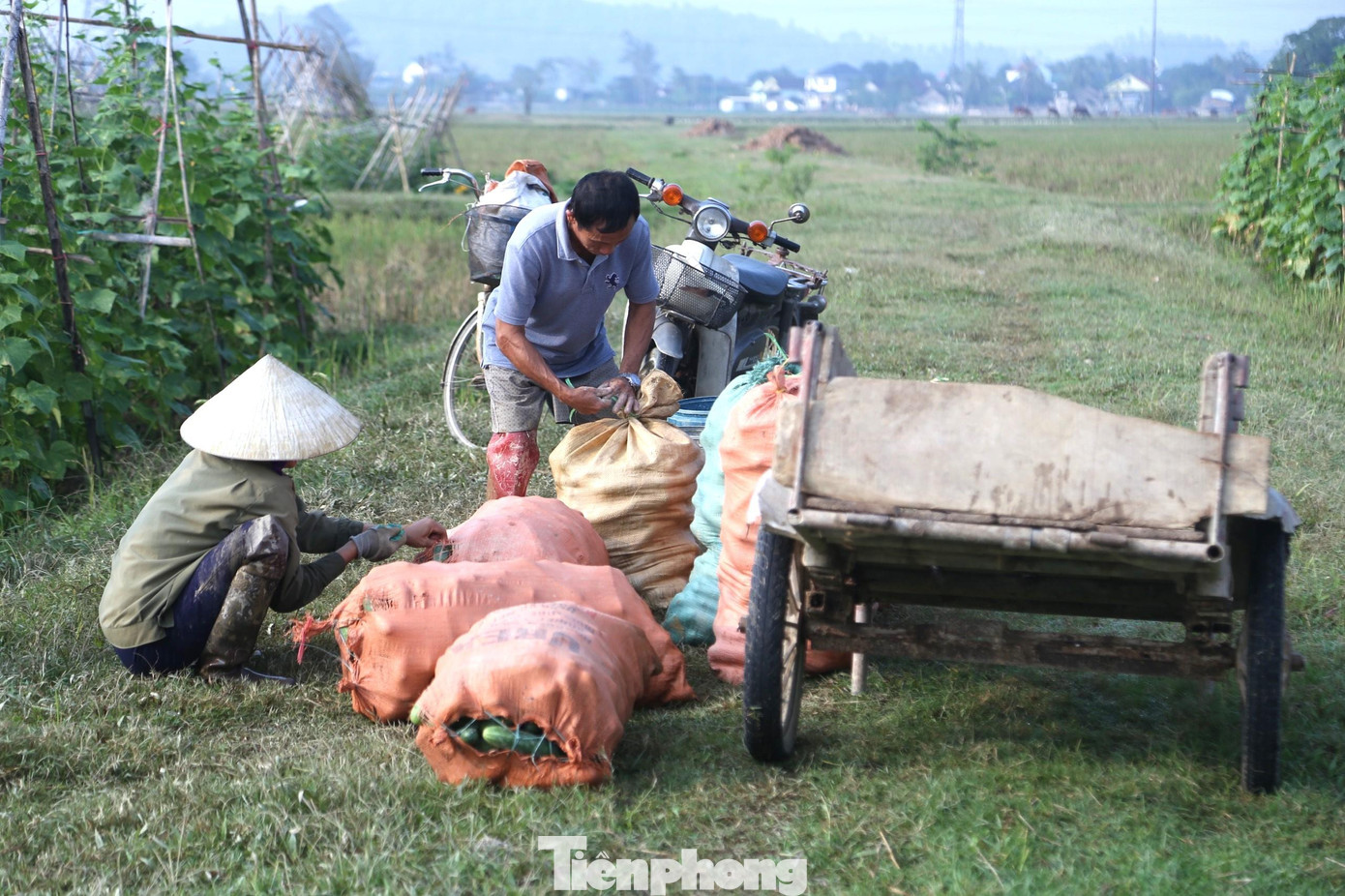 Theo người dân nơi đây, trồng dưa chuột không mất nhiều chi phí nhưng mang lại hiệu quả cao.