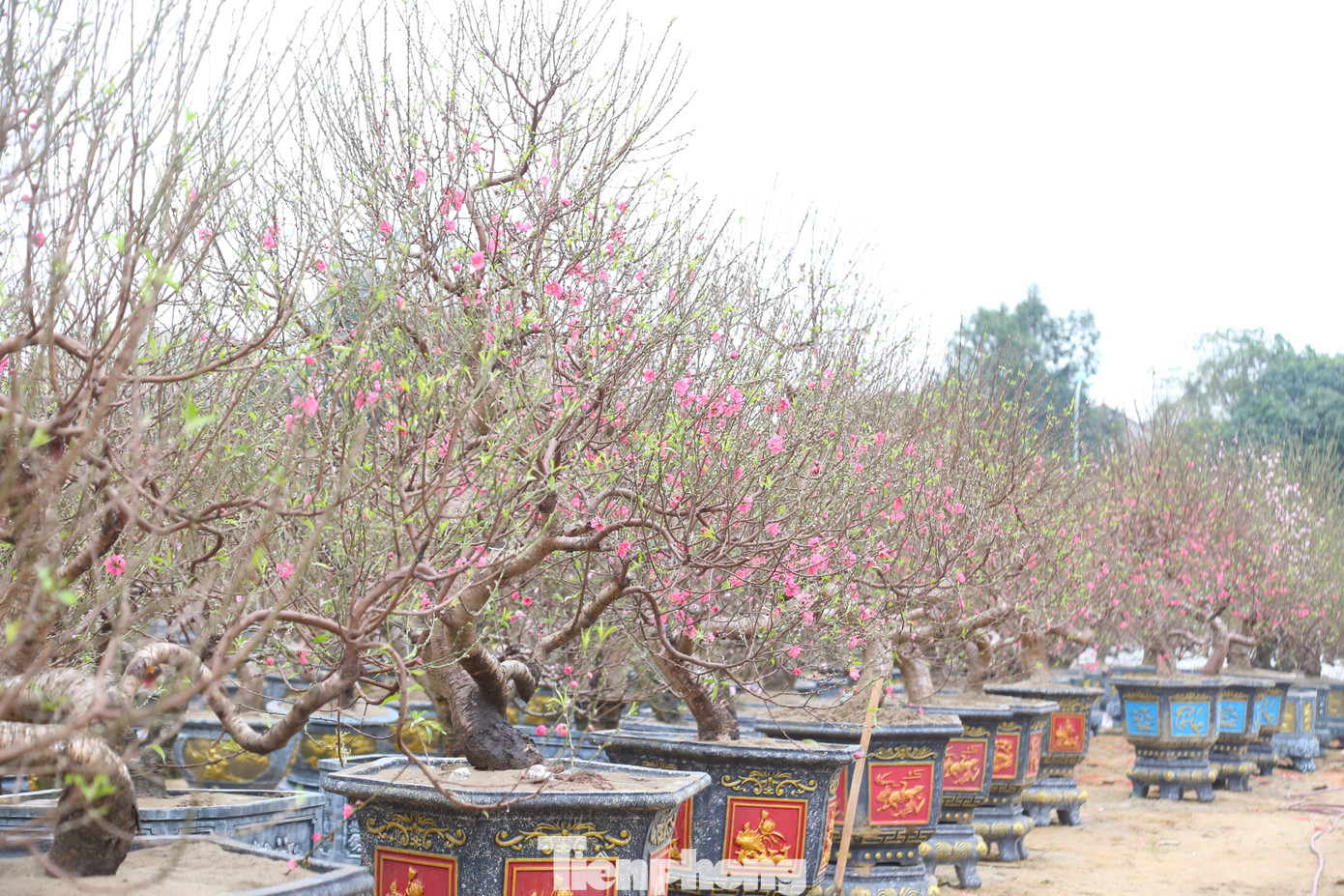 Còn khoảng 2 tuần nữa là đến Tết Nguyên đán Giáp Thìn 2024, những ngày này các con đường tại TP Vinh, Nghệ An đã ngập tràn sắc màu với đủ loại hoa, cây cảnh. Trong đó, đào Tết là loại cây cảnh được nhập về nhiều nhất.