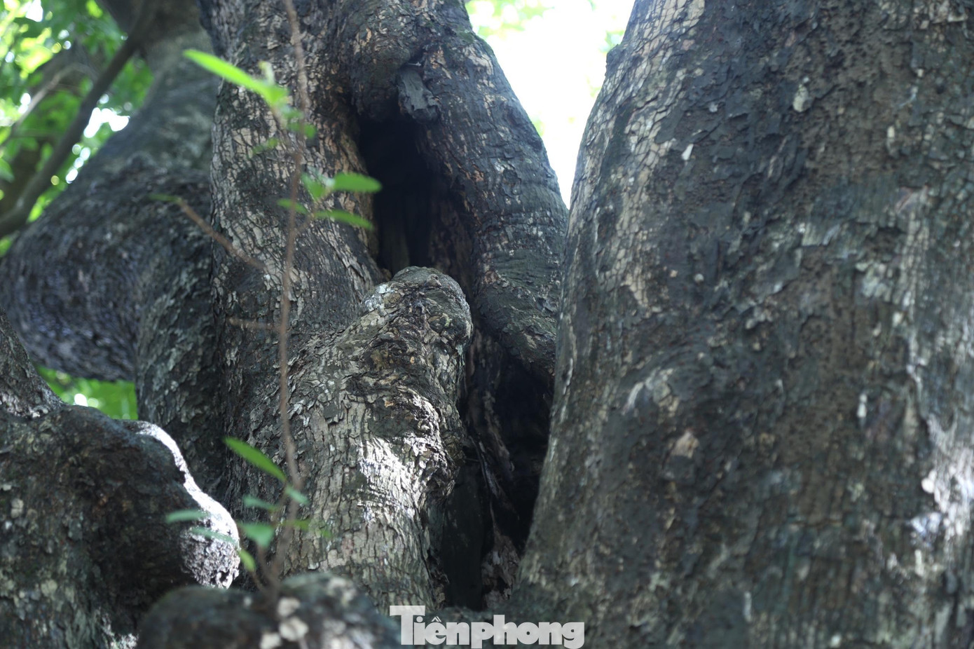 Trải qua hàng trăm năm, bên trong thân cây đã bị mục rỗng nhưng ‘cụ’ thị vẫn xanh tươi và tràn đầy sức sống, đến mùa lại đơm hoa, kết trái.