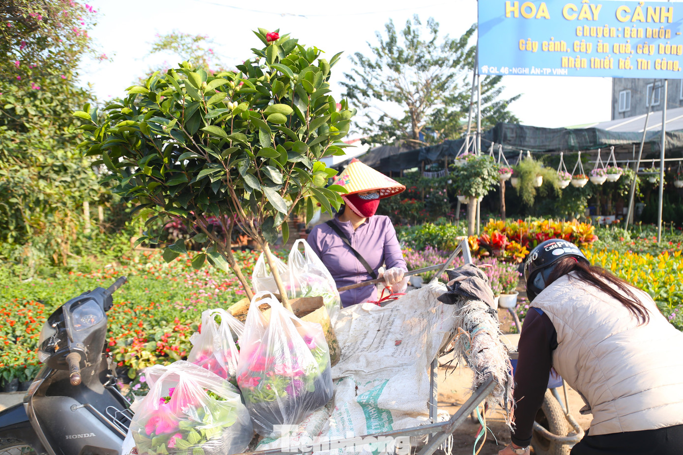 Một số thương lái tìm về làng hoa Kim Phúc mua sỉ các loại hoa để đem về các vùng khác bán lại.
