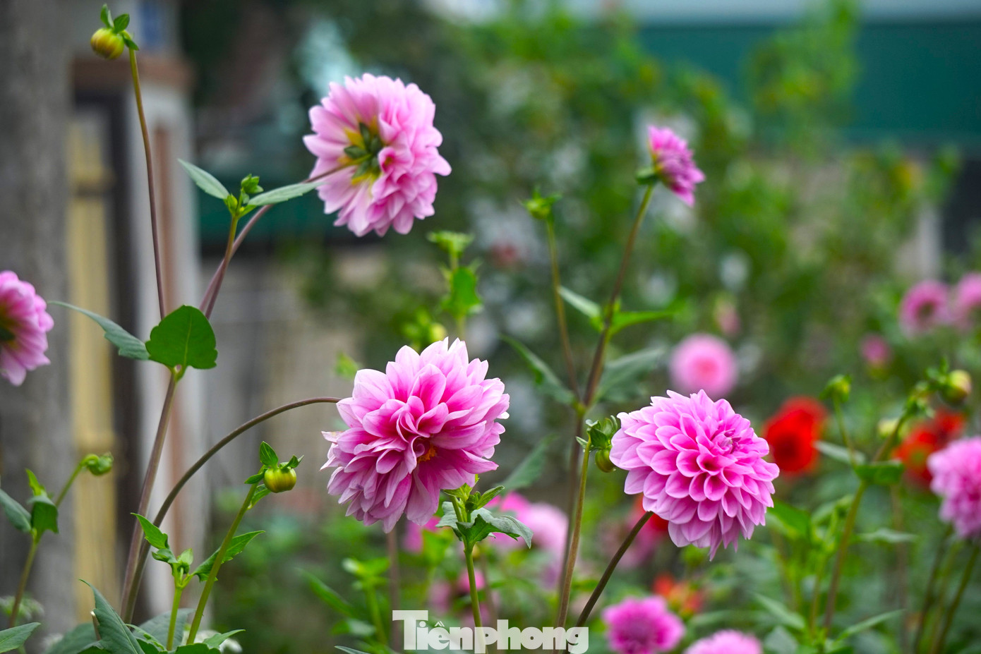 Thược dược được trồng phổ biến ở đây.