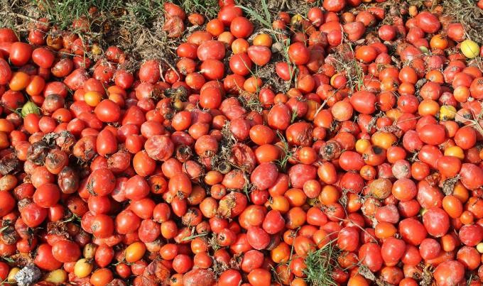 Để ngoài ruộng, cà chua tự thối, rụng thành đống.