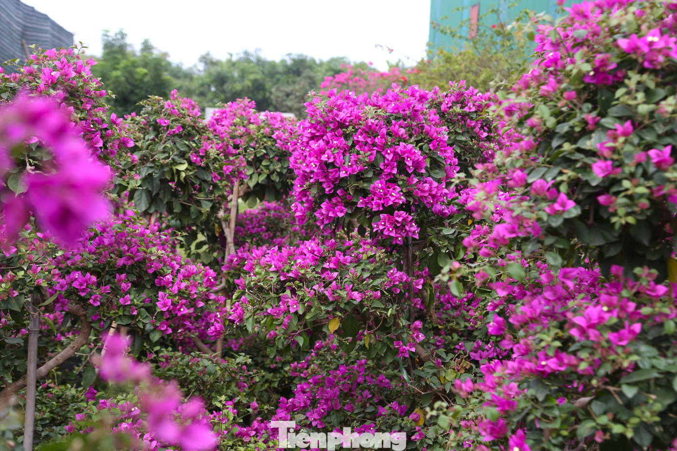 Các loài hoa được nhập về đủ sắc màu, chủng loại, giá cả từ vài chục ngàn đến vài triệu đồng.