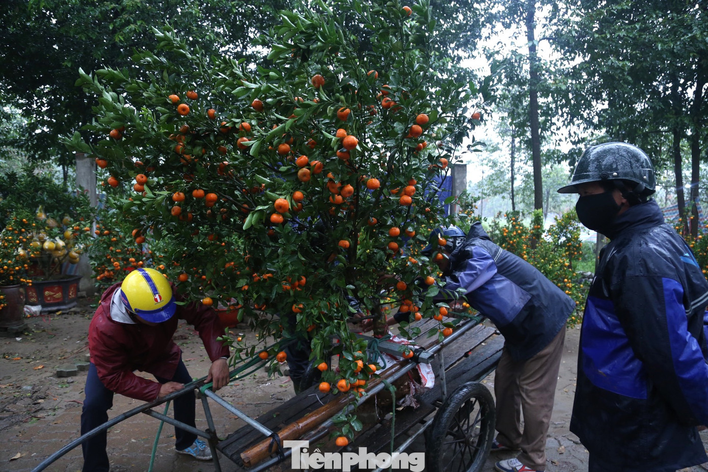 Cây quýt cảnh được buộc chắc chắn để không bị rơi khi di chuyển.