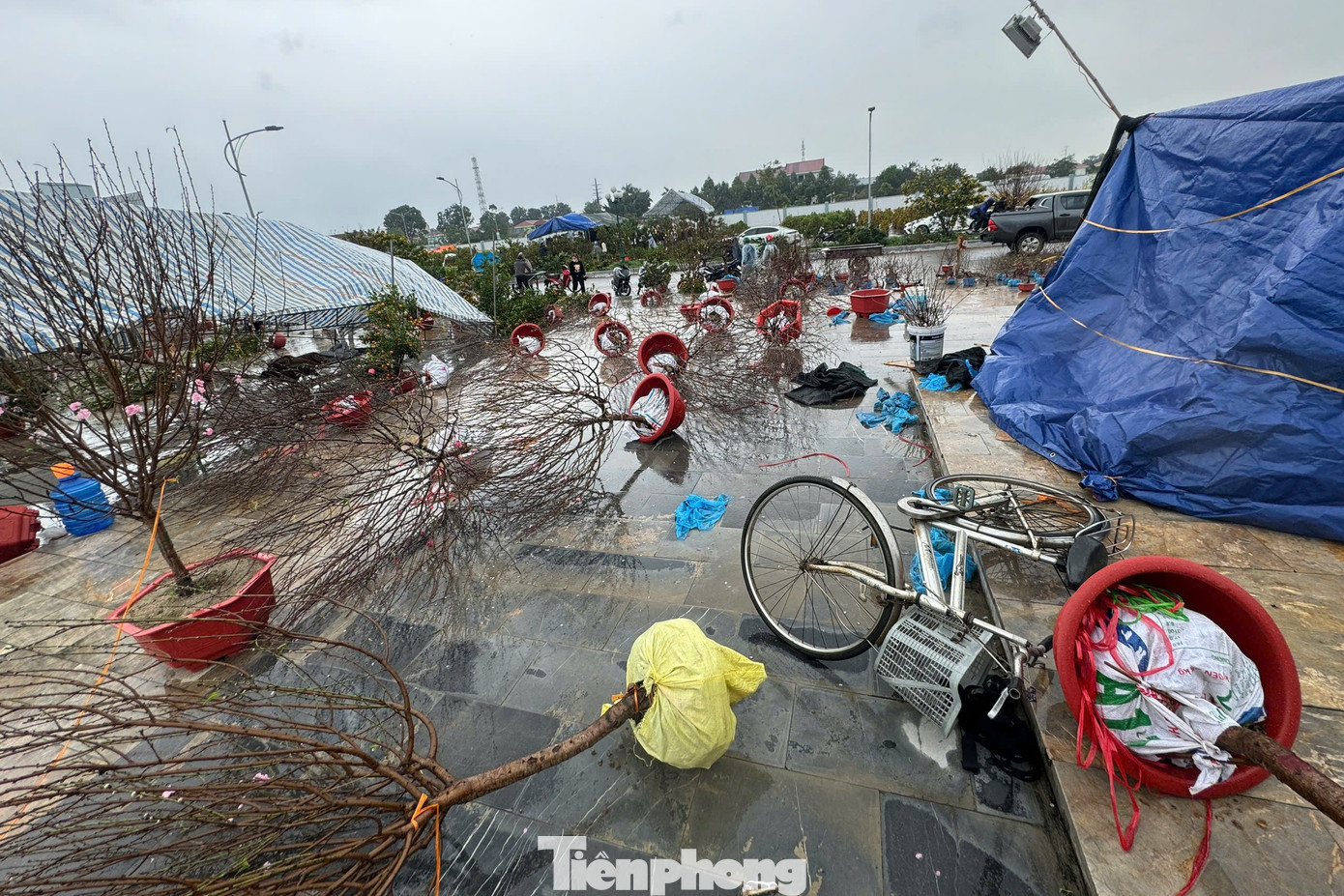 Dịp Tết năm nay, nghề kinh doanh hoa, cây cảnh gặp rất nhiều khó khăn, bất lợi. Cách đây 1 tuần thì thời tiết nắng nóng nên hoa nở sớm, hiện gió to và mưa lớn đã khiến cho hoa rơi rụng khá nhiều, cũng vì vậy việc vận chuyển cây khó khăn. Trong khi đó, sức mua giảm kỷ lục, nhiều vườn mới chỉ tiêu thụ được 10 – 20% số lượng cây.