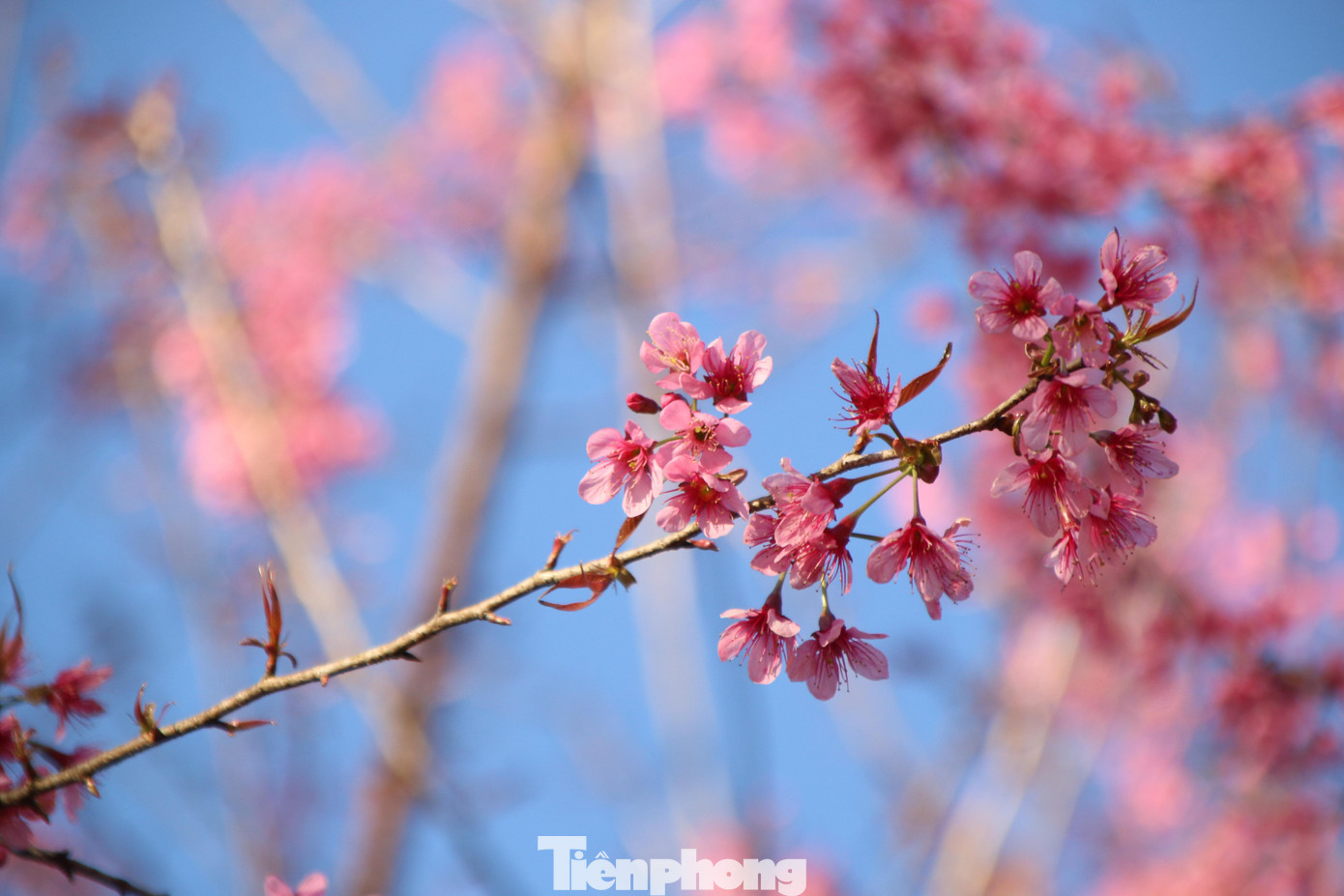 Hoa anh đào bắt đầu bung nở từ cuối tháng 12 dương lịch, sắc hoa rực rỡ nổi bật giữa núi rừng