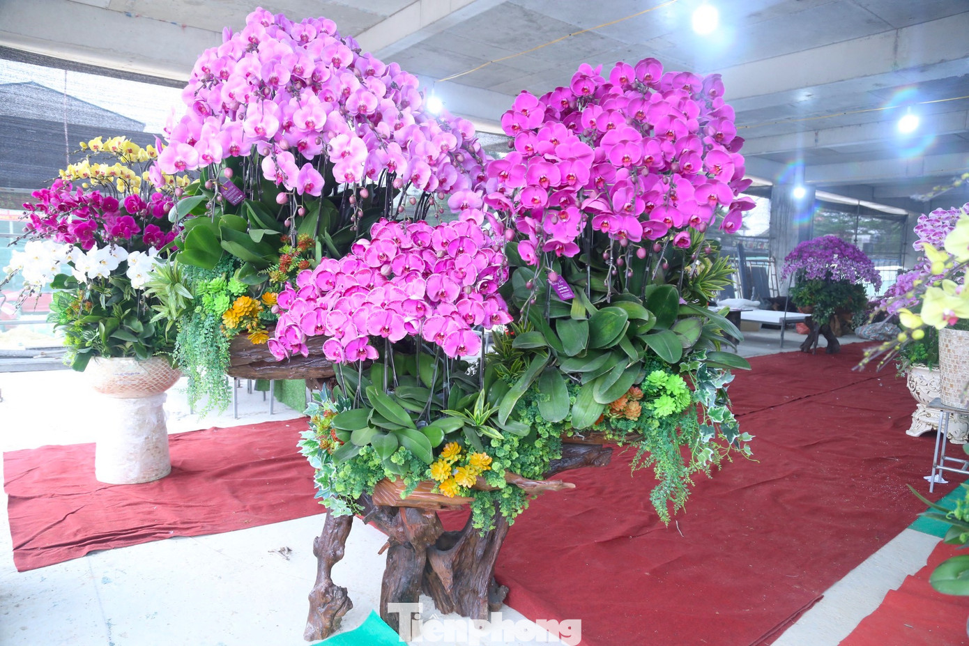 Giá trị những bình lan có thể lên tới hàng chục triệu, thậm chí cả trăm triệu đồng. Bởi vậy yêu cầu về vẻ đẹp, sự độc đáo, hài hòa lại càng cao. Giá trị những bình lan có thể lên tới hàng chục triệu, thậm chí cả trăm triệu đồng. Bởi vậy yêu cầu về vẻ đẹp, sự độc đáo, hài hòa lại càng cao.