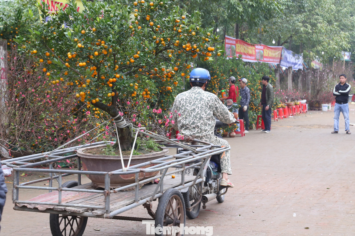Công việc chở cây cảnh thuê ngày Tết đem lại nguồn thu nhập gấp nhiều lần ngày thường cho các tài xế xe ôm.
