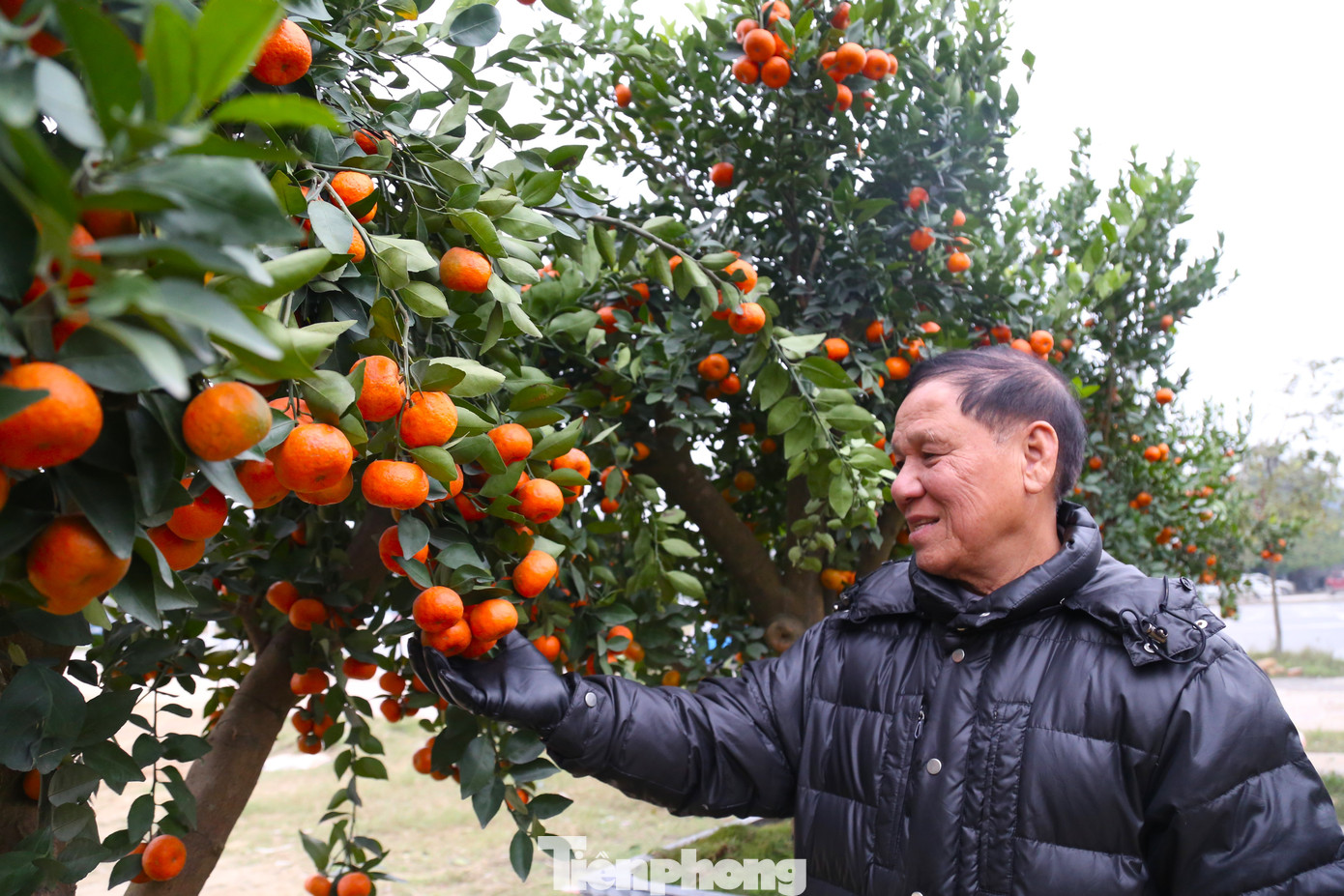 So với quất, quýt cảnh có kích thước lớn hơn, quả màu đỏ tươi, những gốc to được chào giá trên 20 triệu đồng.