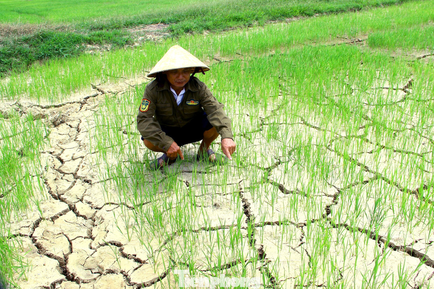 Ông Trần Ngọc Thuận - Trưởng phòng Nông nghiệp và Phát triển nông thôn huyện Đô Lương cho biết, toàn huyện có 122 hồ chứa, hầu hết đều khô cạn, toàn huyện còn trên 100 ha không thể gieo cấy do thiếu nước. Do hồ chứa cạn kiệt nước nên 2.000/3.000 ha lúa vùng hồ chứa bị hạn nặng.