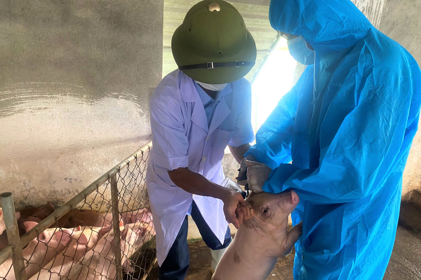 Tiêm vắc xin phòng dịch tả lợn châu Phi