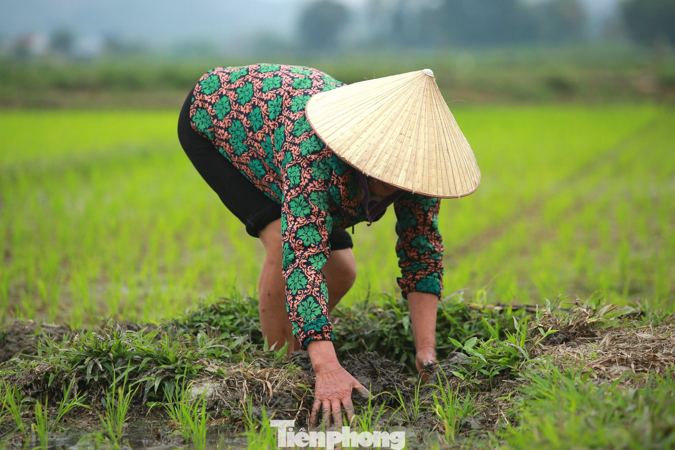 Một số ruộng do nằm ở vị trí đất cao, đã bị cạn nước, người dân phải khơi thông nguồn nước vào ruộng.