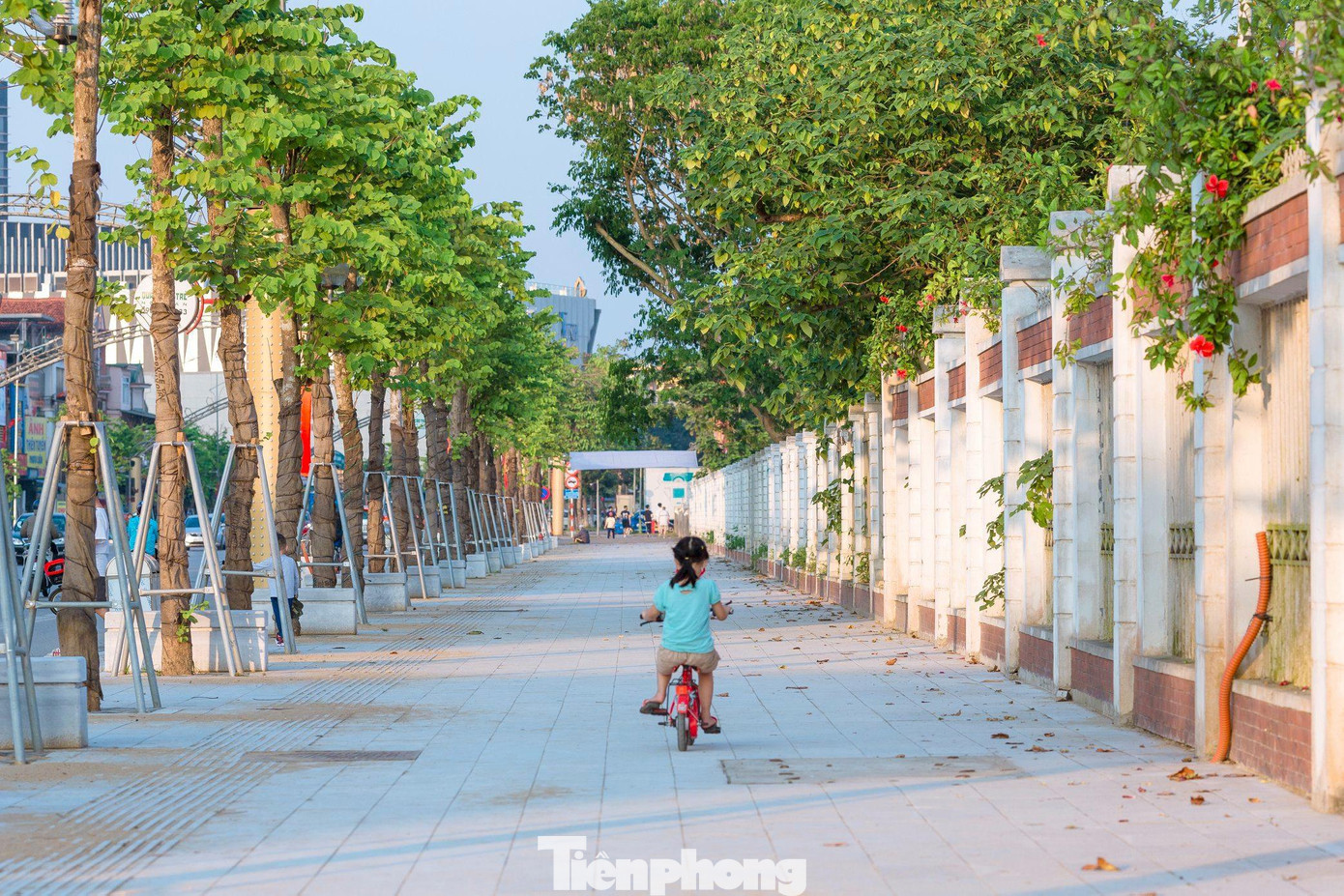 Hàng cây hoa ban, giáng hương trên tuyến phố đi bộ