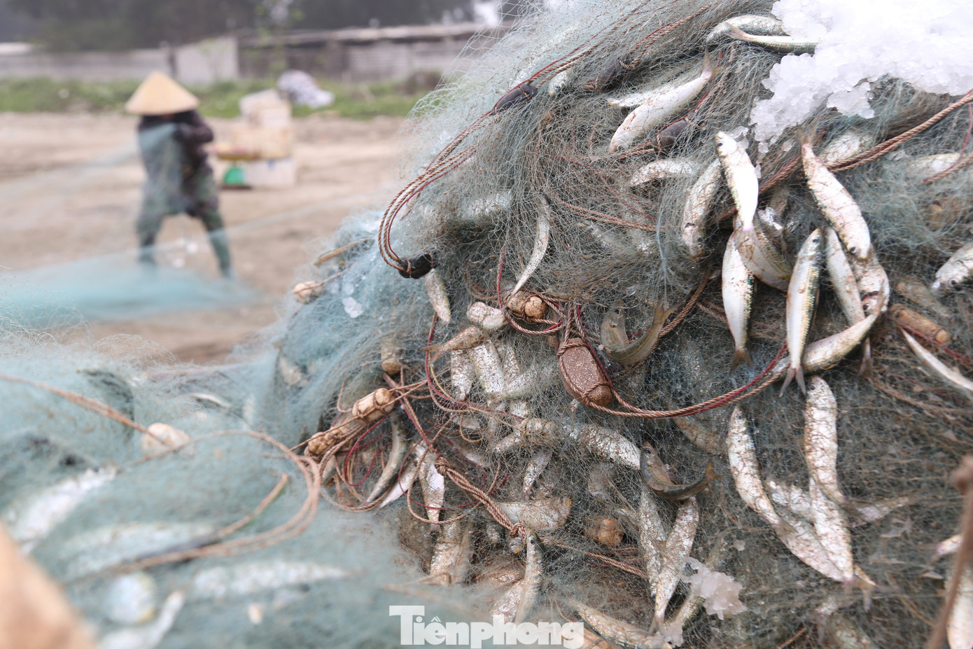 Cá trích có 2 loại: Trích ve và trích bầu. Cá trích ve mình hơi lép, nhiều vảy trắng xanh, thịt trắng, thơm, béo. Cá trích bầu mình tròn, ít vảy, nhiều thịt hơn và thịt có màu hơi phớt đỏ. Cả hai đều có tập tính sinh sống theo đàn với số lượng lớn và loài dễ đánh bắt.