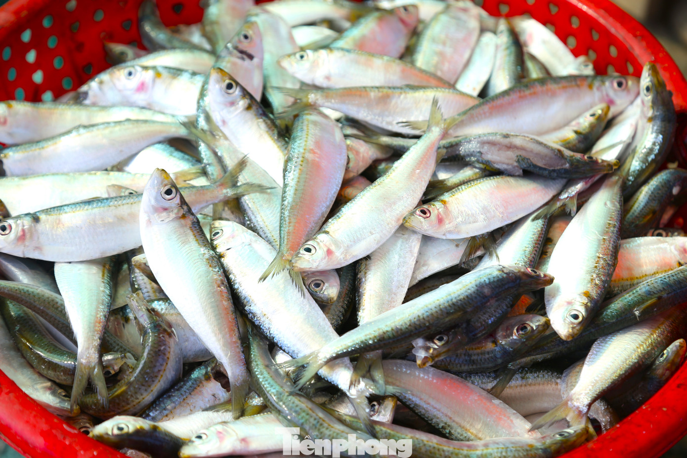 Theo ngư dân, thời điểm này đang là mùa cá trích. Những con cá trích còn tươi xanh, nhanh chóng được gỡ ra khỏi lưới. Sau đó, những người phụ nữ là vợ của các thuyền viên hay những người buôn bán nhỏ nhanh chóng thu gom, đưa về để nướng.