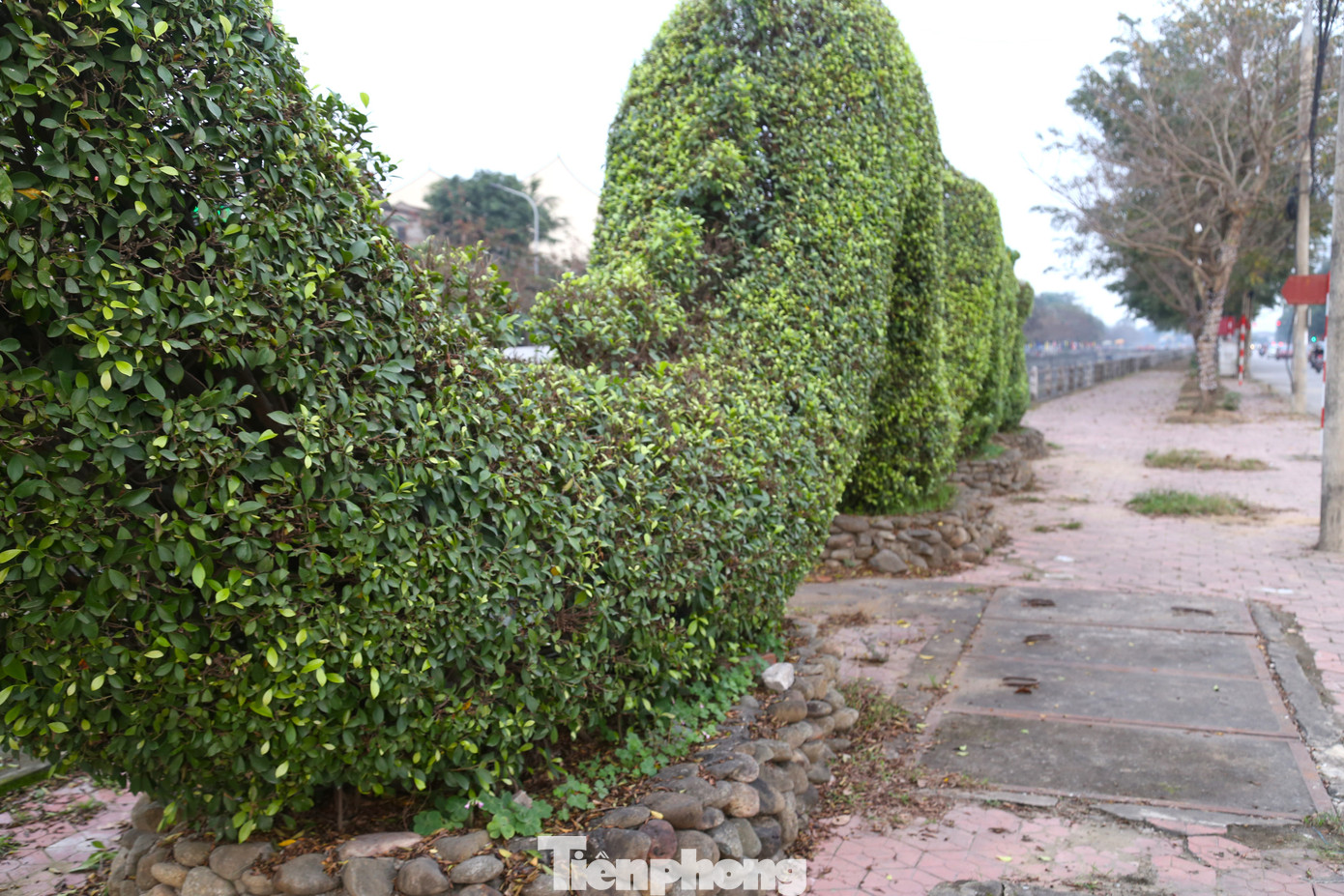 Không chỉ phần đầu, nhiều chi tiết trên lưng rồng cũng được cắt tỉa chỉn chu hơn