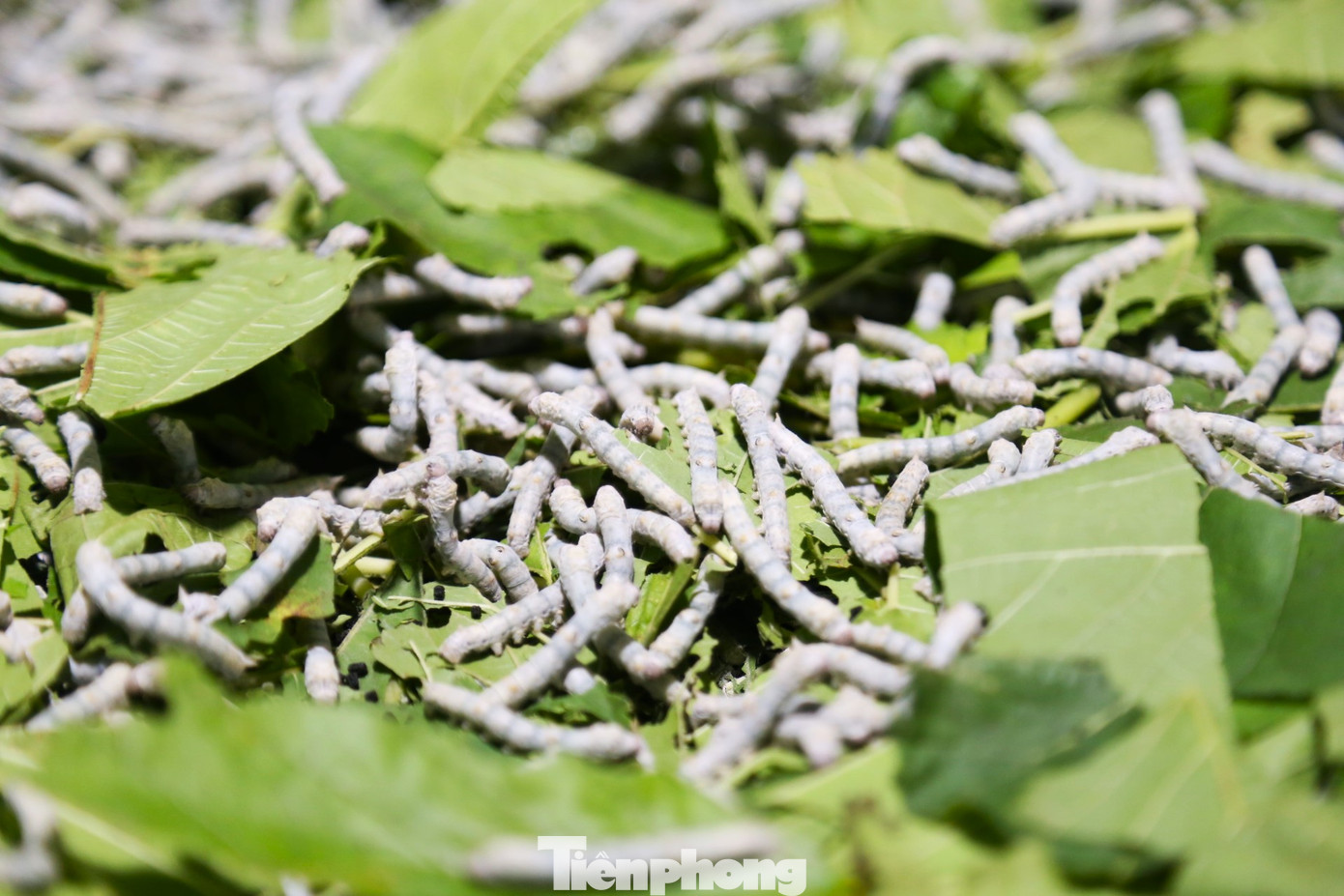 Theo chị Tình, giống tằm đang nuôi là tằm vàng có khả năng chống chịu thời tiết nóng, ẩm, ít bị bệnh, chất lượng sản phẩm tốt. Mỗi ngày tùy vào tuổi tằm mà cho ăn từ 3 đến 6 lần, cho ăn cả đêm.