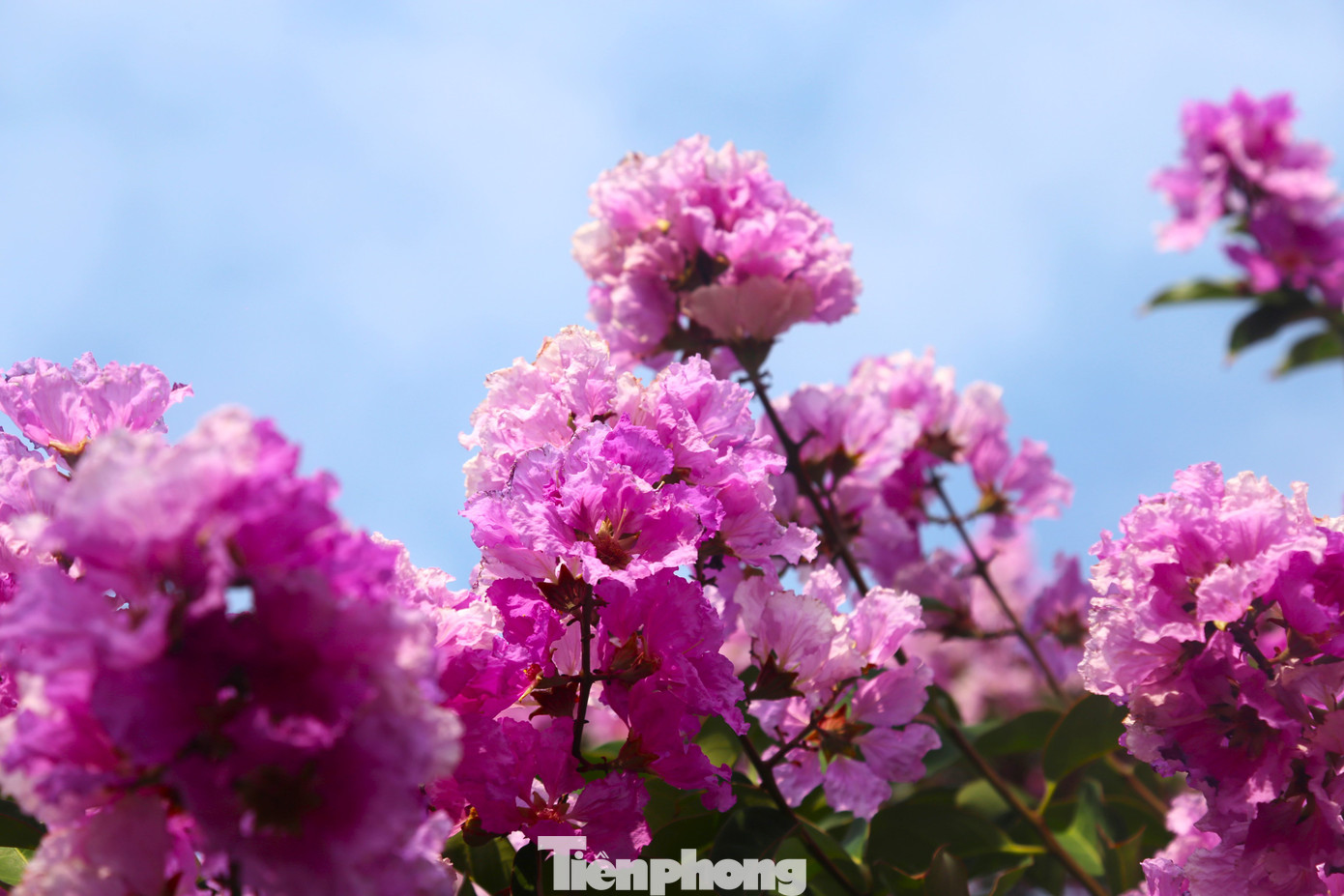 Sắc tím hòa quyện cùng nền trời xanh tạo nên một khung cảnh mộng mơ