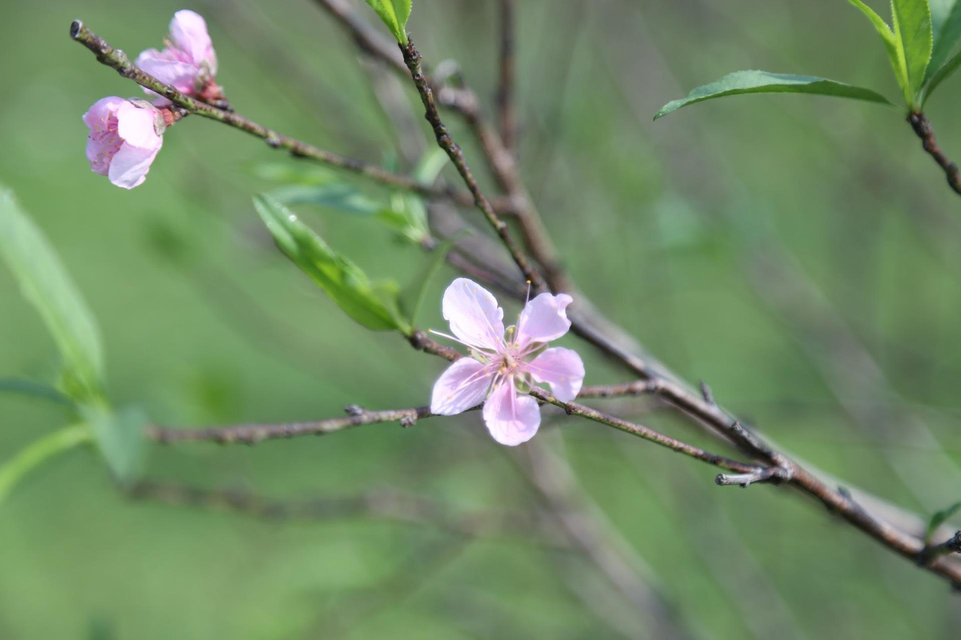 Đào phai Kim Thành là giống đào bản địa, có nhiều thế đẹp, cánh hoa dày, hồng mịn, từ lâu đã được khách hàng trong và ngoài tỉnh tìm đến chiêm ngưỡng và mua về trưng bày trong nhà mỗi dịp Tết đến, Xuân về.