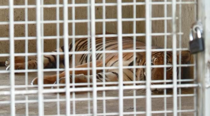 Đại tá Nguyễn Đức Hải - Phó Giám đốc, Thủ trưởng Cơ quan CSĐT Công an tỉnh Nghệ An cho biết, chưa có chuyên án nào thu giữ cá thể hổ nhiều như vậy. Sau khi bảo quản, cấp đông 8 con hổ phục vụ công tác điều tra, 9 con hổ còn sống được chuyển cho khu du lịch sinh thái tạm thời chăm sóc. Đại tá Nguyễn Đức Hải - Phó Giám đốc, Thủ trưởng Cơ quan CSĐT Công an tỉnh Nghệ An cho biết, chưa có chuyên án nào thu giữ cá thể hổ nhiều như vậy. Sau khi bảo quản, cấp đông 8 con hổ phục vụ công tác điều tra, 9 con hổ còn sống được chuyển cho khu du lịch sinh thái tạm thời chăm sóc.