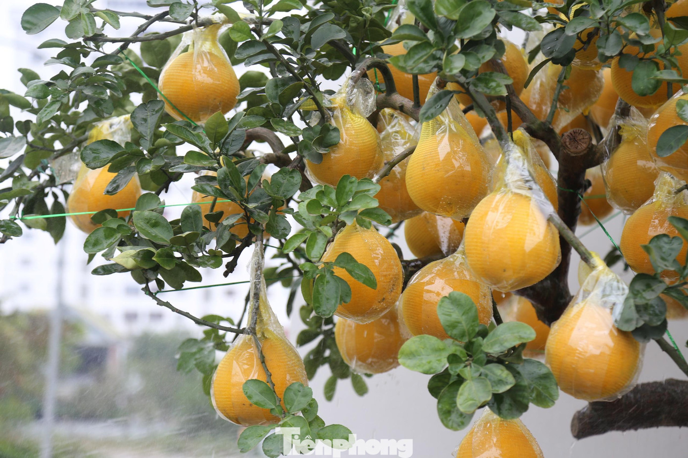 Trong quá trình vận chuyển, các chủ vườn dùng dây cố định các cành lại với nhau, quả bưởi được bọc cẩn thận tránh bị rụng.