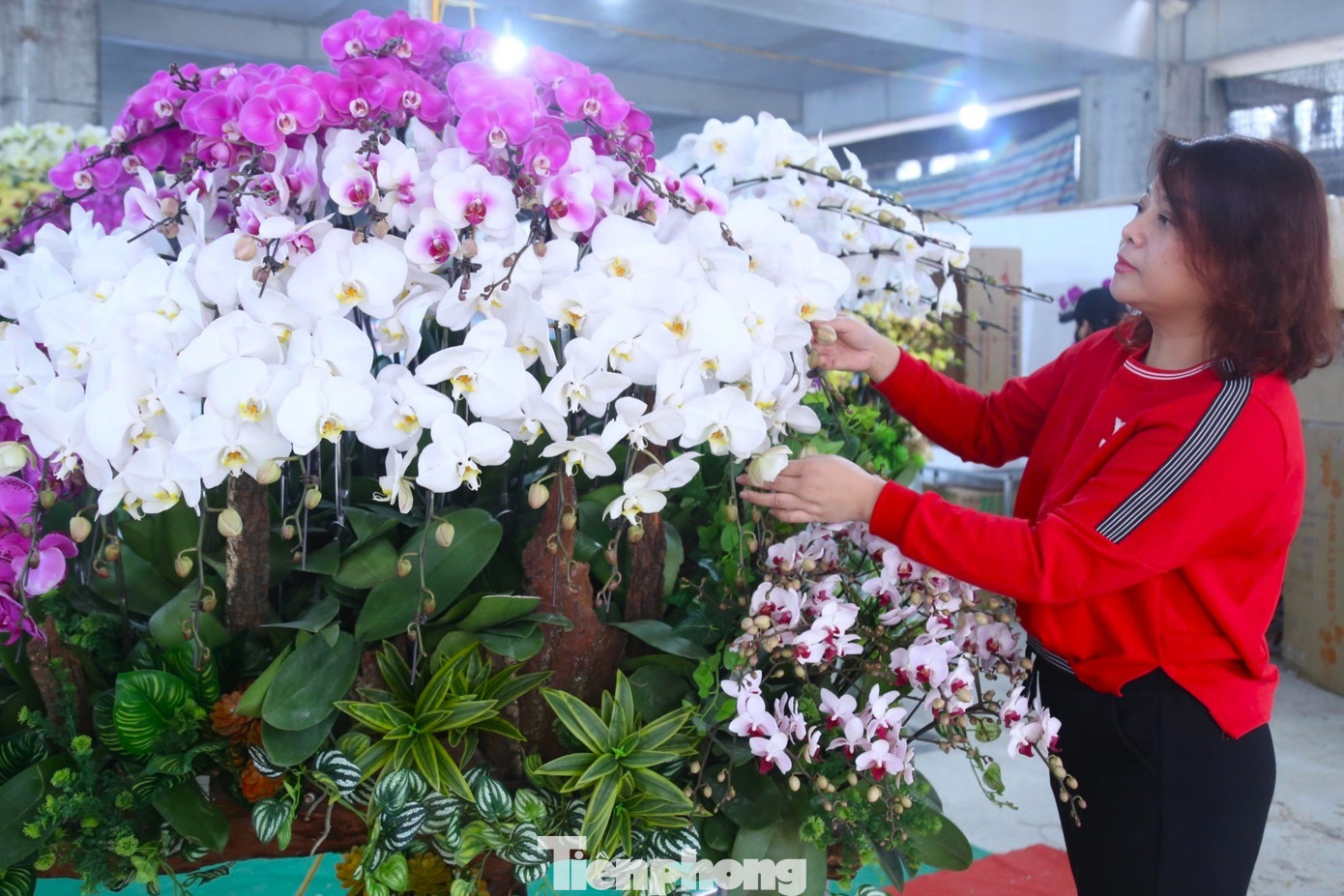 Theo phong thủy, lan hồ điệp có ý nghĩa mang ý nghĩa tài lộc, sung túc, may mắn, là lựa chọn lý tưởng để đón Tết. Với khả năng trưng bày lâu từ 1-2 tháng, lan hồ điệp được khách ưa chuộng.