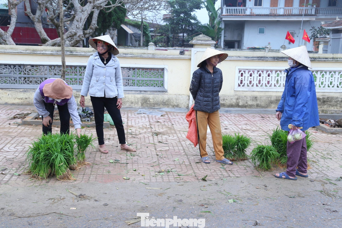 Phiên chợ bán lúa non (cây mạ) họp trên con đường đi vào khu vực chợ Cồn, gần trung tâm xã Thanh Dương, huyện Thanh Chương, Nghệ An. Đây được xem là phiên chợ ‘độc nhất’ tại địa phương khi mặt hàng được bán tại đây là những bó lúa non của người dư, bán cho người cần.