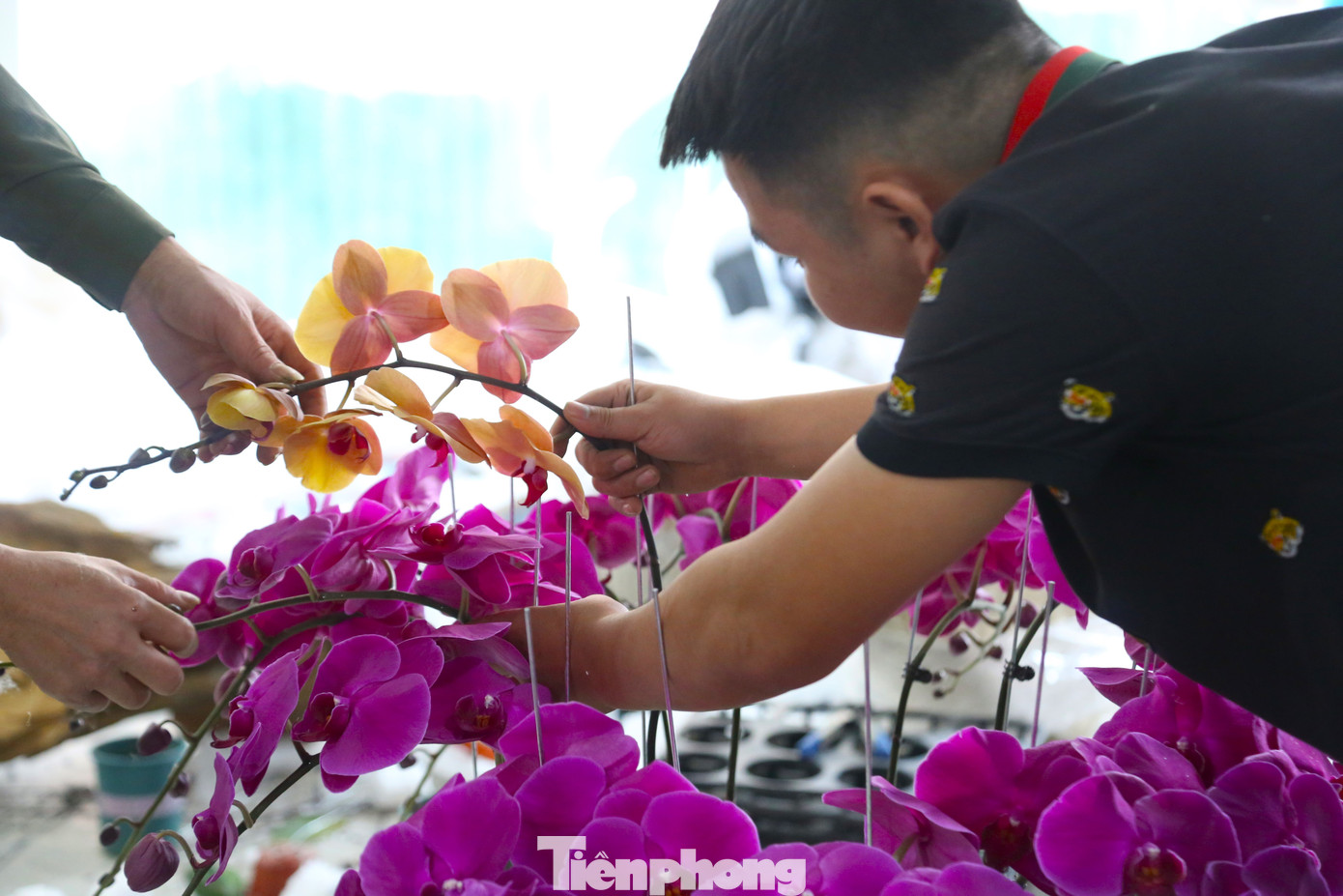 Các thợ cắm hoa lan lành nghề cho biết để làm một tác phẩm lan hồ điệp đẹp phải dựa trên nhiều yếu tố, nhưng quan trọng nhất là hoa phải tươi, đẹp, các cánh đồng đều về kích thước, màu sắc.