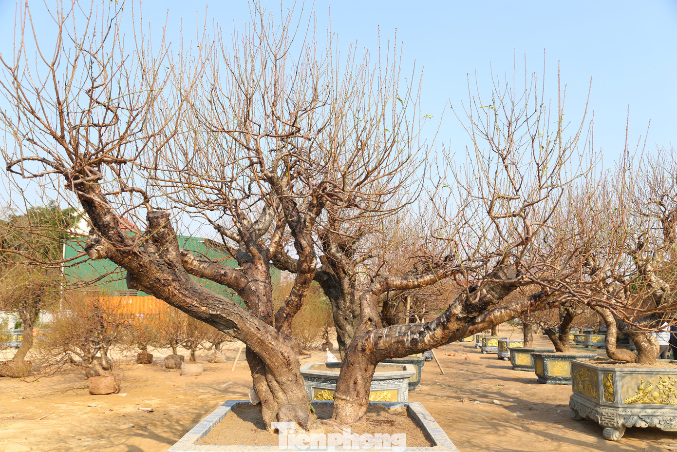 Tùy vào hình dáng, kích cỡ, tuổi thọ... mà các gốc đào có giá trị khác nhau, dao động từ 20-60 triệu đồng, cá biệt có những gốc trên trăm triệu.
