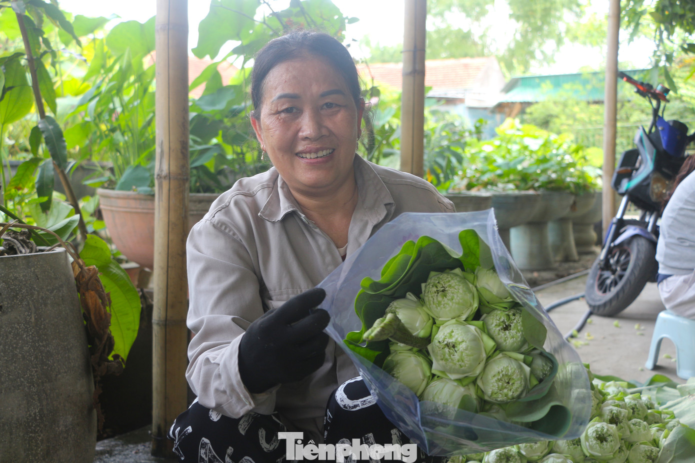 Cây sen không chỉ tạo cảnh quan, thu hút du khách khi về quê Bác mà còn mang lại một nguồn thu nhập ổn định cho người dân địa phương.