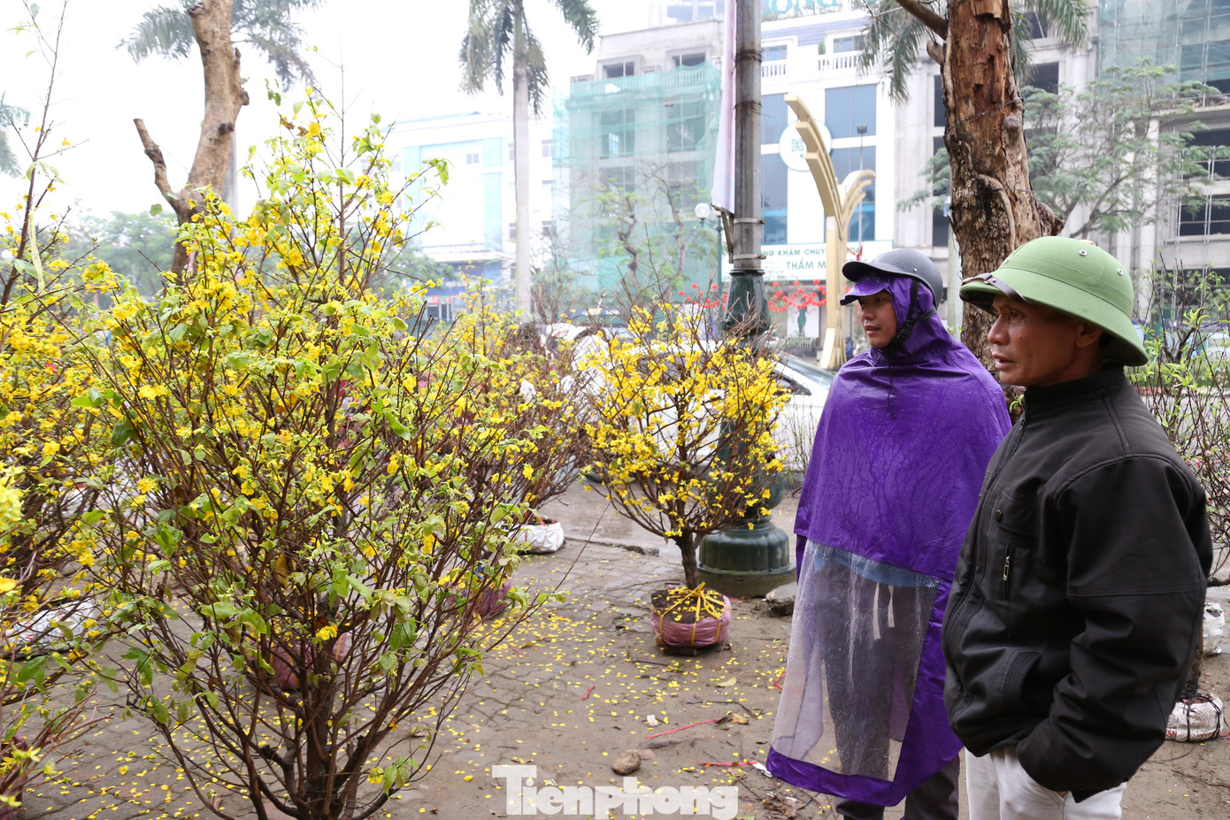 Anh Đinh Văn Công (một tiểu thương bán mai vàng Bình Định) cho biết: “Năm nay, kinh tế khó khăn, sức mua kém nên đến chiều 30 Tết tôi vẫn còn khoảng 70 gốc mai. Tôi đang xả đồng giá 250 nghìn đồng/gốc với mong muốn thu hồi lại vốn để về quê ăn Tết”.