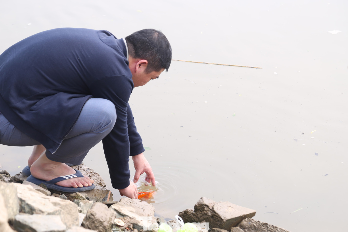 Người dân cẩn thận xuống tận bờ sông để thả cá