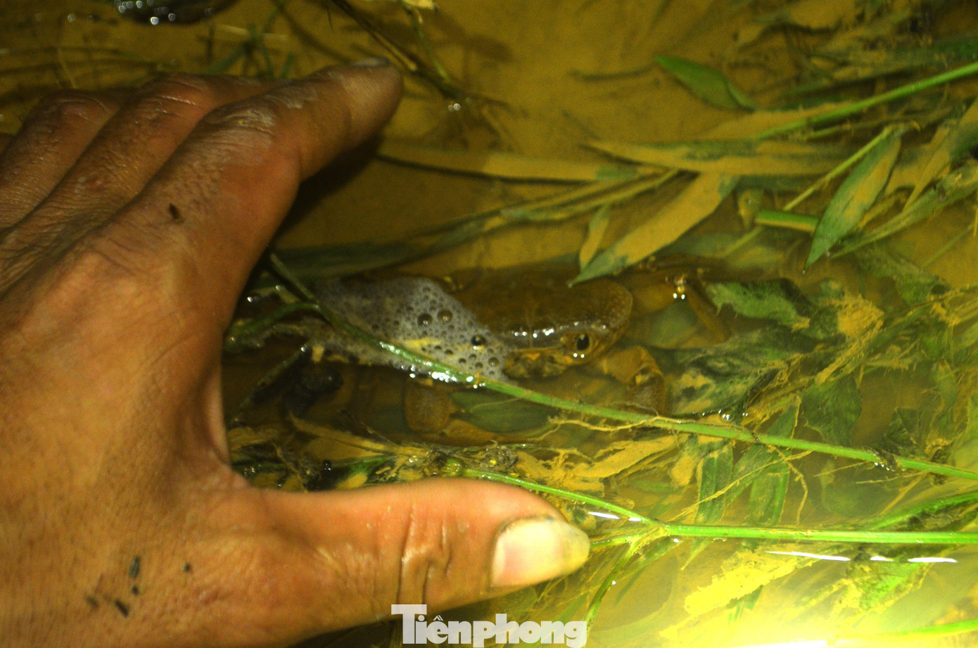 Cua đá có đặc điểm giống cua đồng nhưng thân hình lớn hơn, đặc biệt hai chiếc càng thể hiện sự khác biệt. Vì trú ngụ trong khe suối nên cua có màu sắc đa dạng và thường thay đổi theo màu nước.