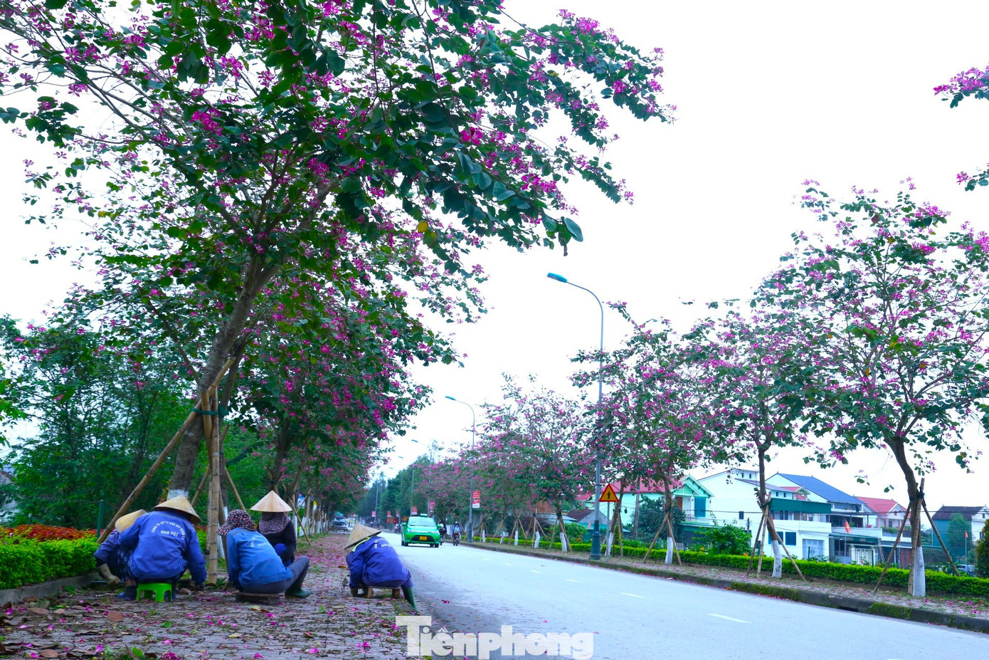 Hàng ngày, Khu di tích Kim Liên đều bố trí công nhân vệ sinh, chăm sóc hàng cây.