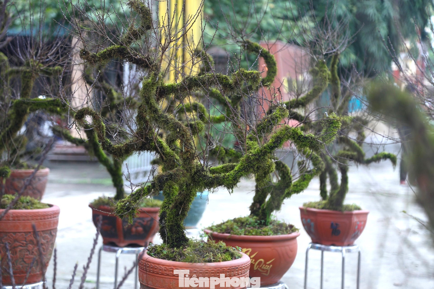 Những ngày này, dọc theo tuyến đại lộ 32 (TP Vinh, Nghệ An), các loại cây đào, quất, bưởi... được bày bán tràn ngập dọc hai bên. Nổi bật trong đó là những cây nhất chi mai có thế độc, lạ, toàn thân phủ lớp rêu xanh… gây ấn tượng với người đi đường.