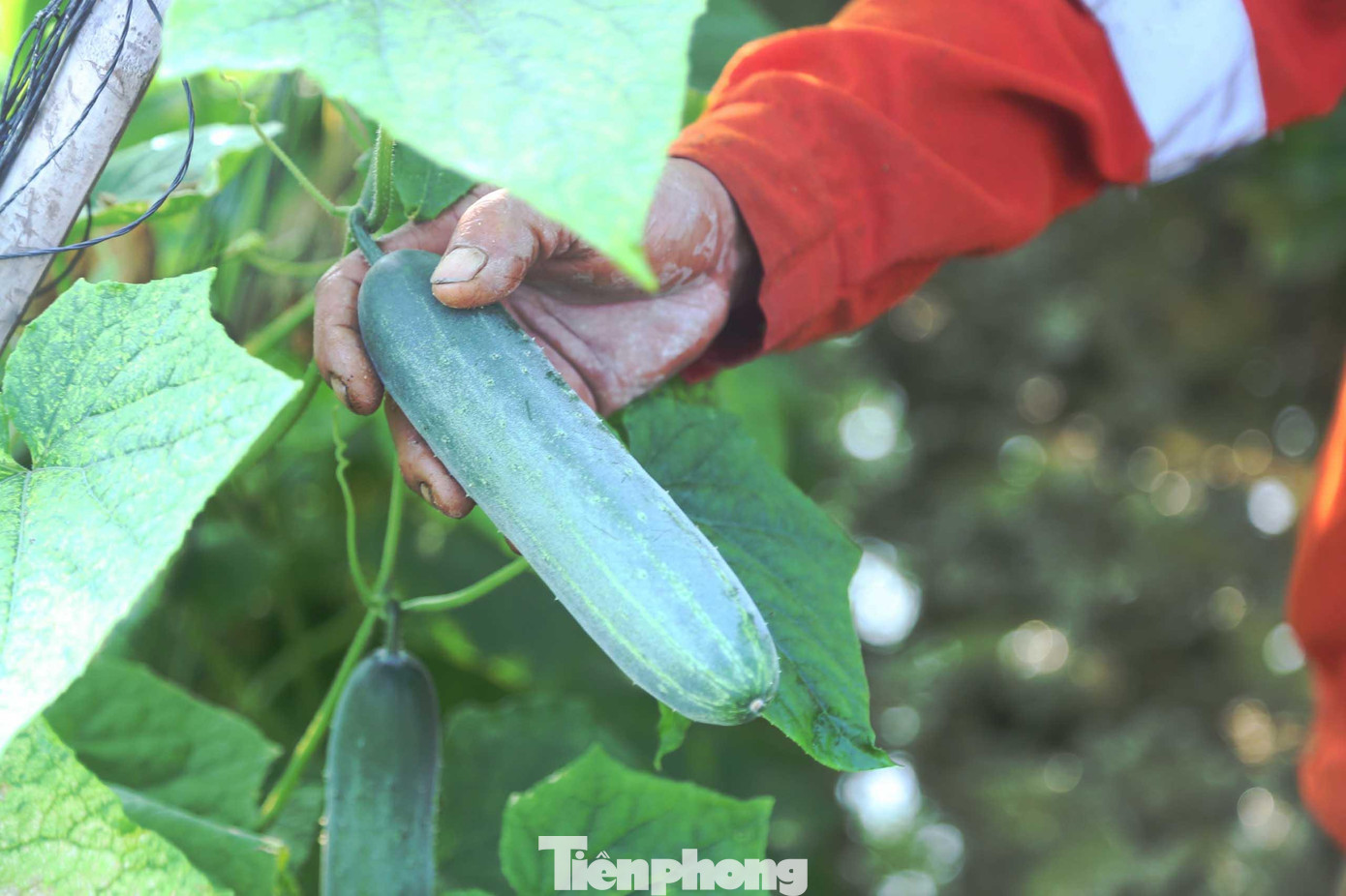 Dưa chuột vụ đông năm nay được mùa, sai quả, quả to